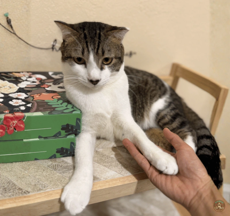 Charlie, a rescued cat at Siamese Cat Cafe